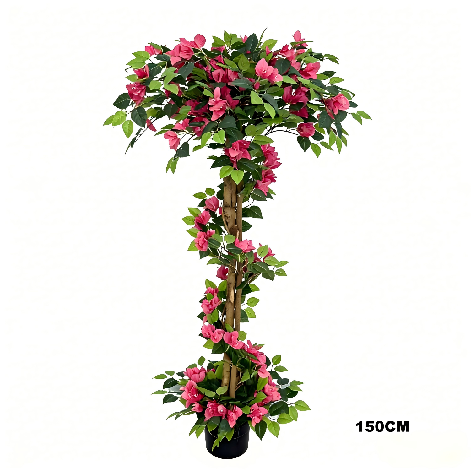 Bougainvillea（3.0）