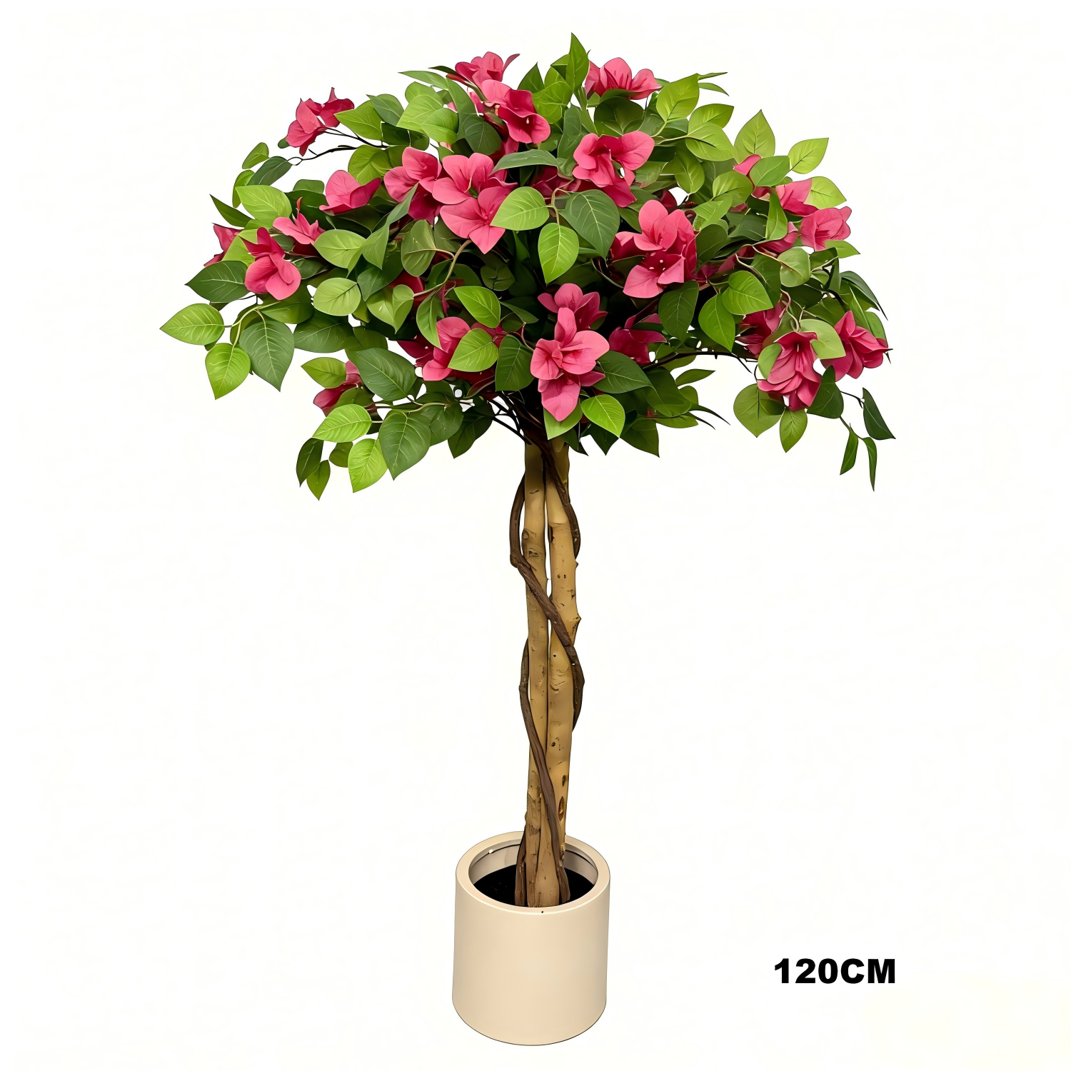 Bougainvillea（4.0）