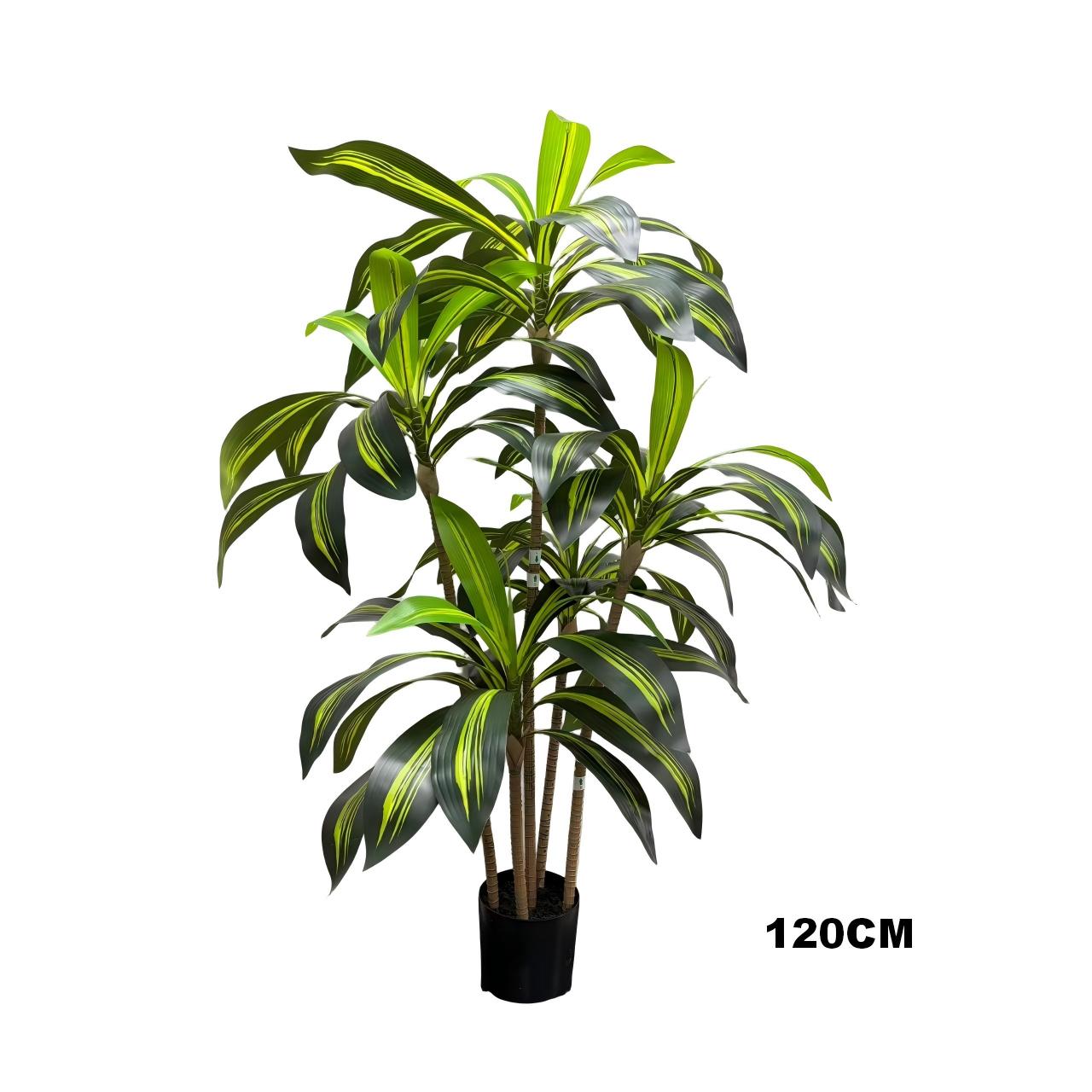 Brazilwood(Green)4.0